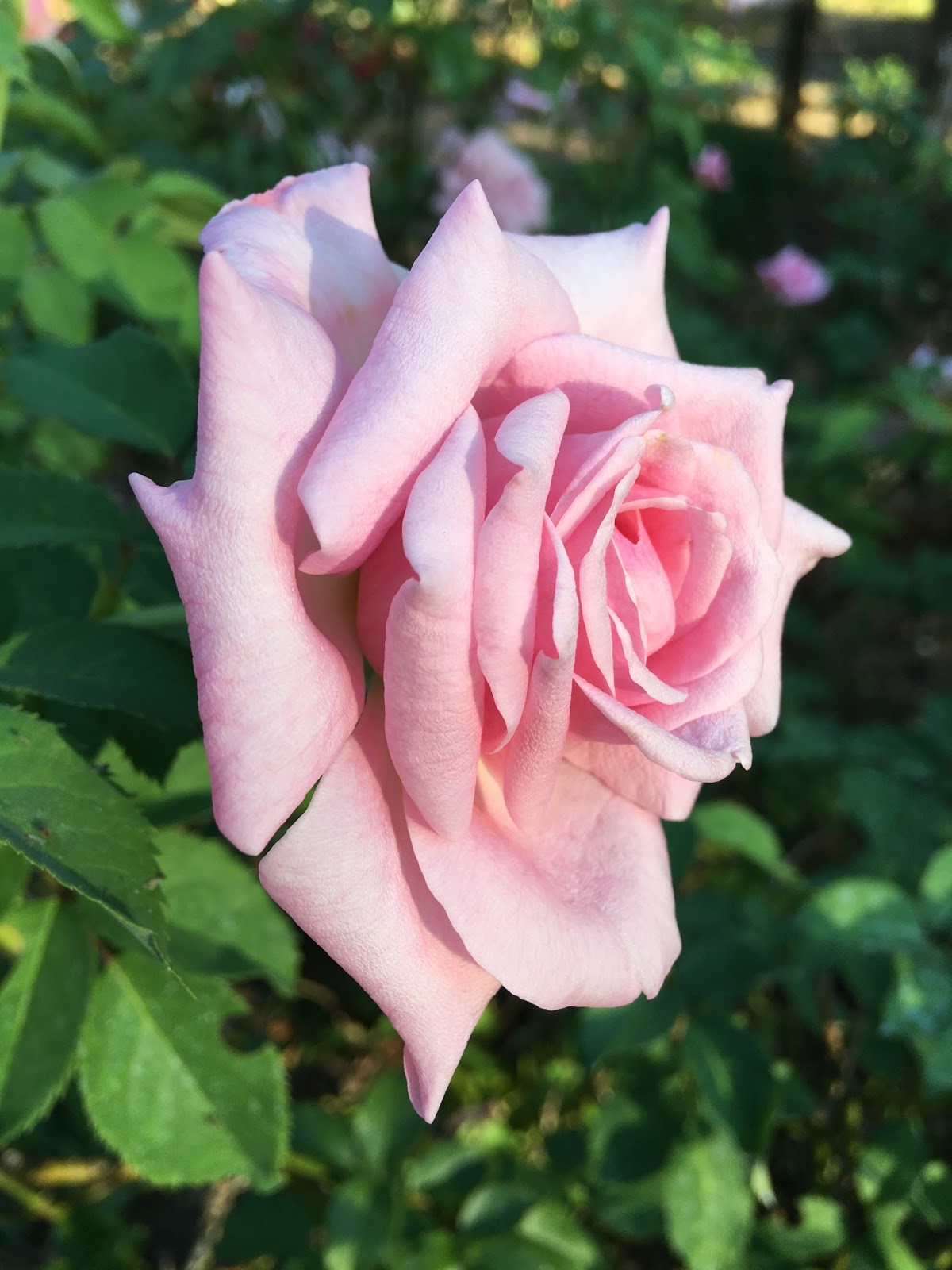 Lisa Bonassin's Garden Caldwell Pink and Belinda's Dream Blooming in