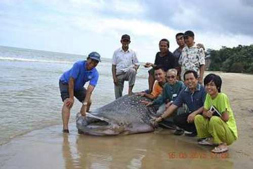 Ikan Paus ditangkap di Bekenu, Sarawak