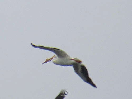 white pelican
