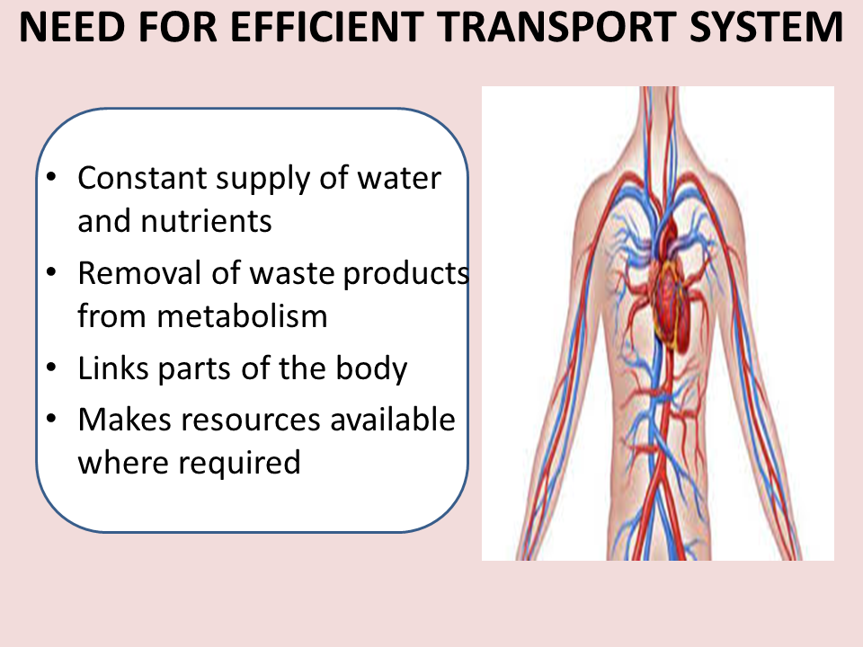 Grade 11: Chapter 2 - TRANSPORT IN MAMMALS
