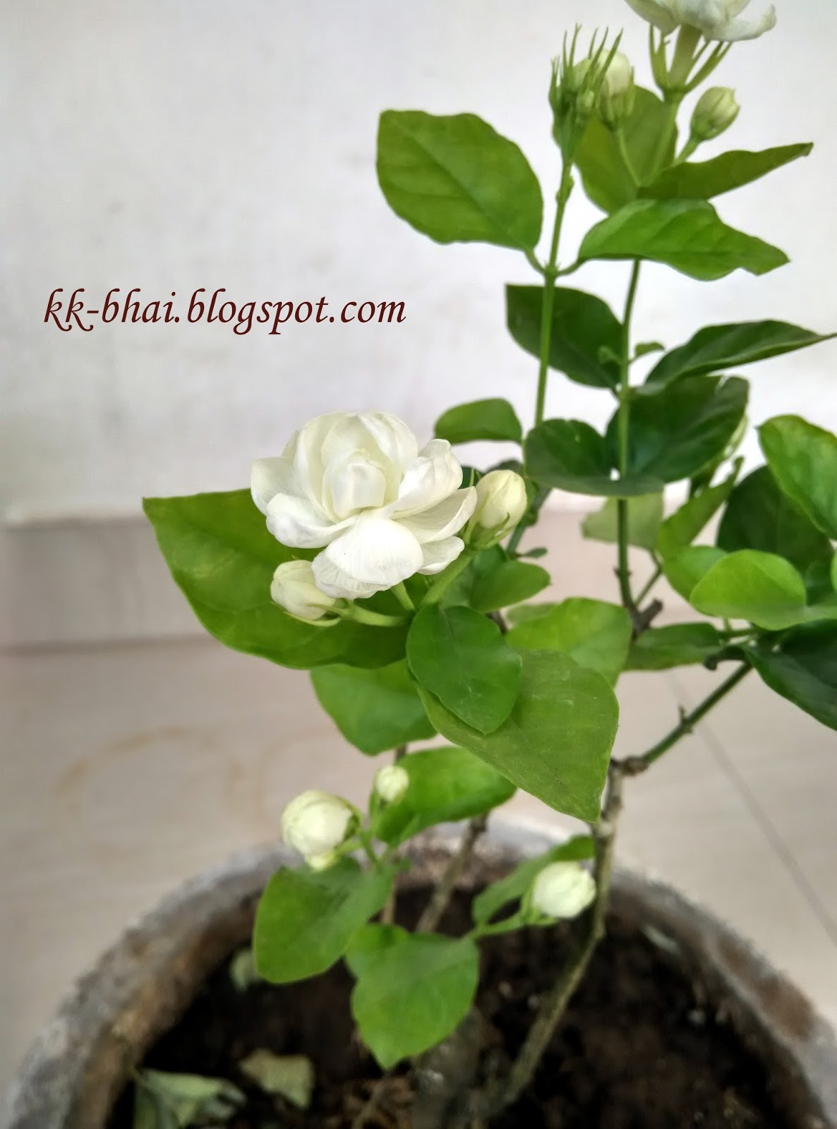 puja flowers and other things used in puja hindu worship