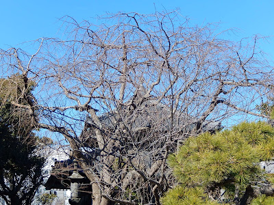  本覚寺の枝垂れ桜