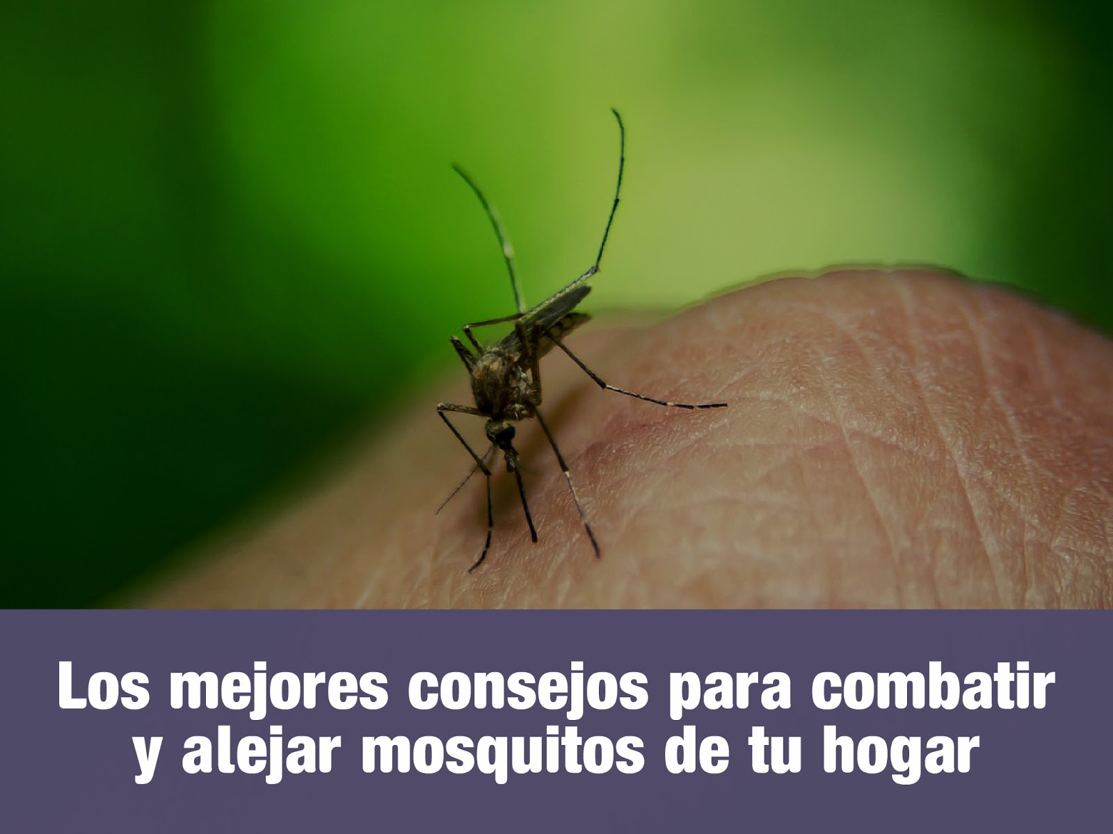 Los mejores consejos para combatir y alejar mosquitos del hogar