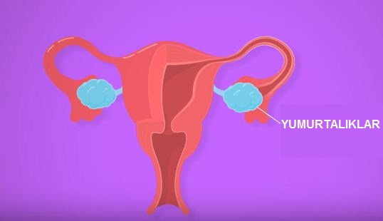 Lh Luteinlestirici Hormon Ve Lh Testi Hakkinda Her Sey Bahceci Tup Bebek