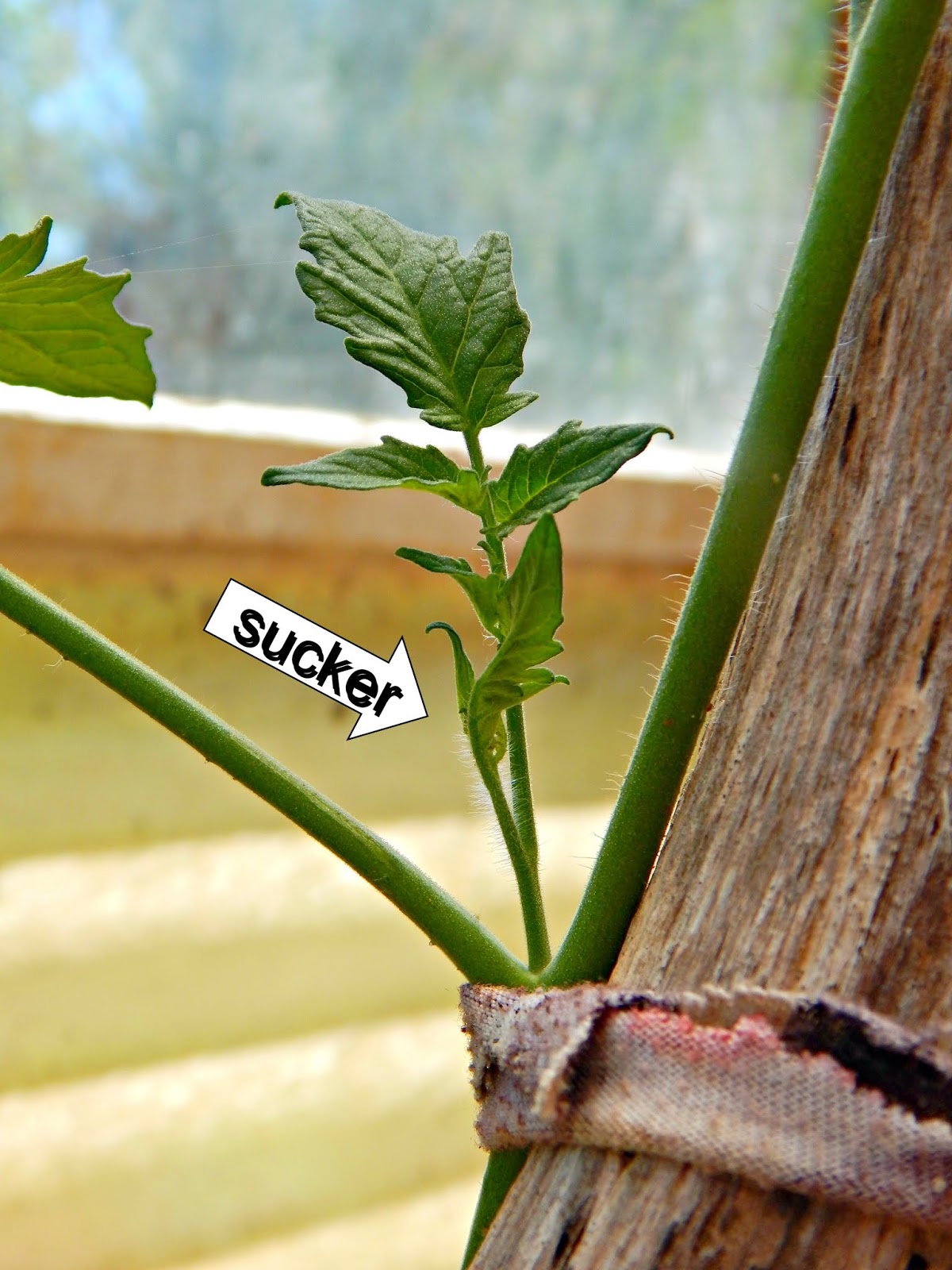 The Biggest LIE About Growing Tomatoes Proverbs 31 Woman