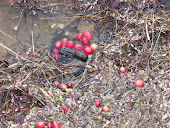 left overCranberries
