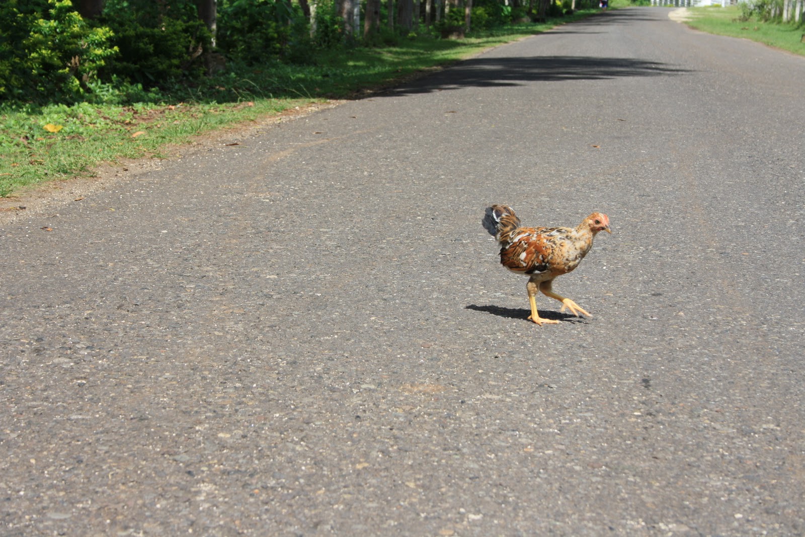 Hobby Farmer Why did the chicken cross the road?
