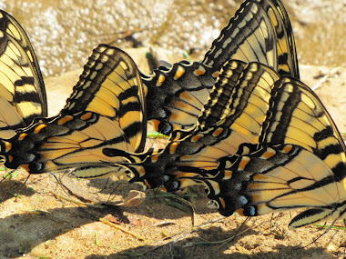 Butterflies "Puddling" - sipping Minerals from Edge of Stream