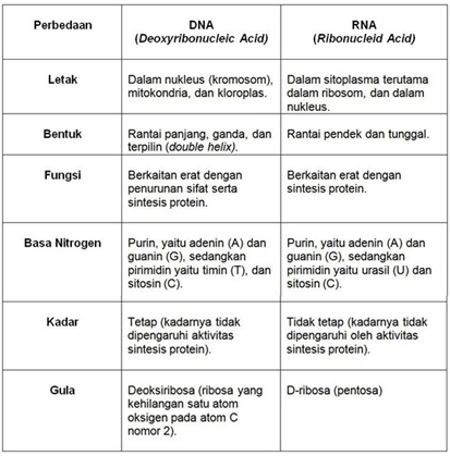Teori Materi Genetik Dasar Asam Nukleat Dna Rna Gen Kromosom - Soal Pembahasan
