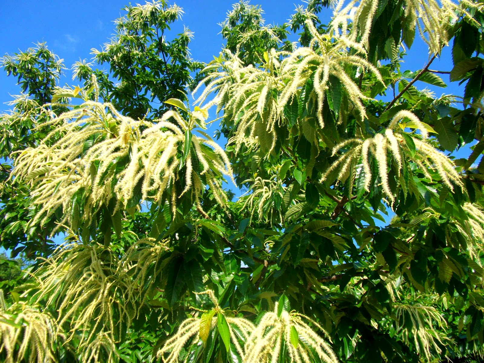 Magnon's Meanderings Everything you ever wanted to know about Chestnut