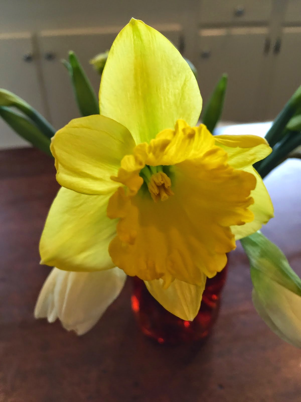 First Daffodil Bloom 2015
