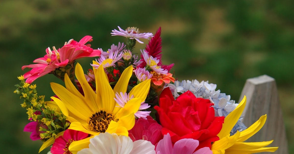 deborah jean's DANDELION HOUSE and GARDEN Get the Dirt Soil Tips for