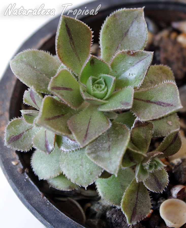 El Bejeque, Aeonium mascaense