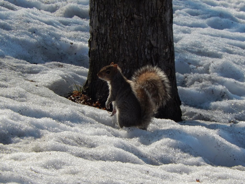 Parc Lafontaine Montréal