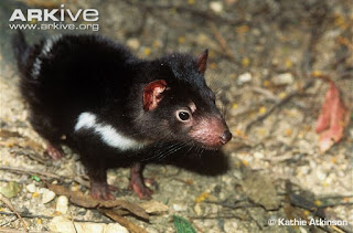 o maravilhoso mundo dos animais marsupiais