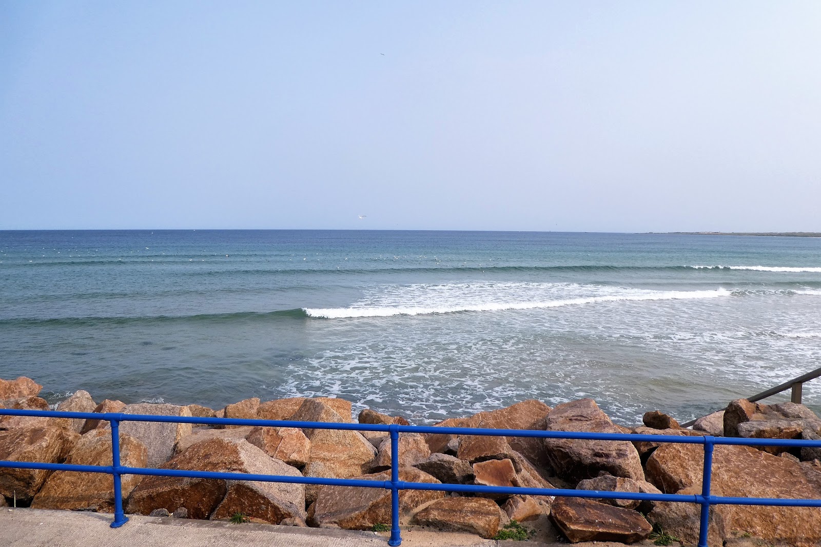 Three Dogs In A Garden September 2012