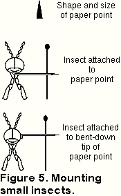 Rustin's Collection Mounting Guide: Point Mounting Small Specimens