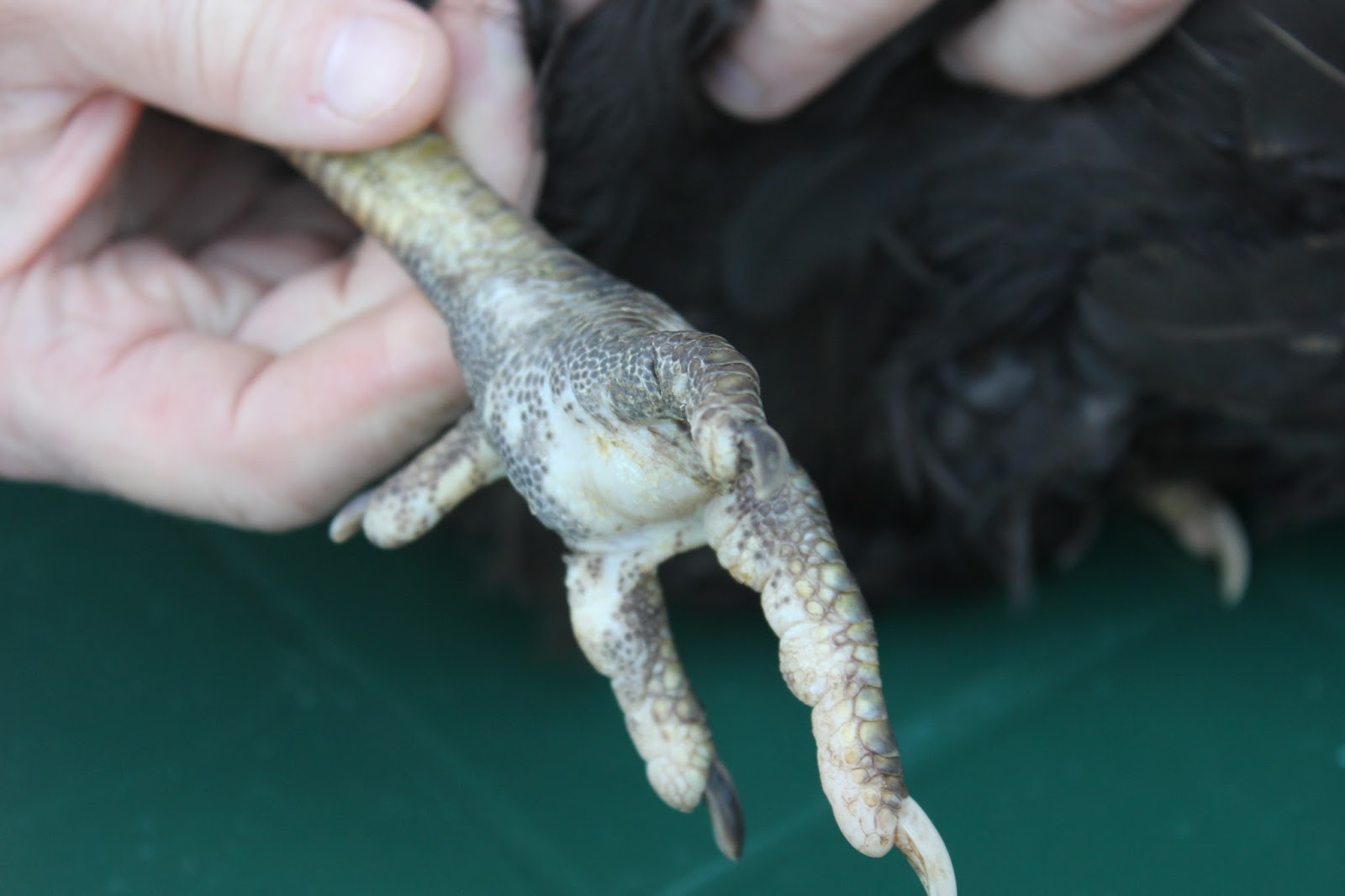 Treating inflammation, infection and bumblefoot with cabbage poultices