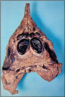 Psephoderma skull