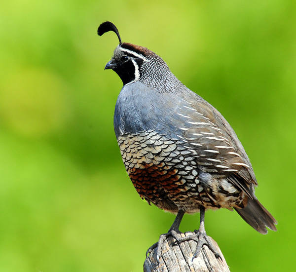 Amazing Wallpapers: California Quail Wallpapers