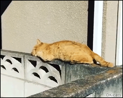 Lazy Clumsy Cat Falling Off Wall While Sleeping Hahaha