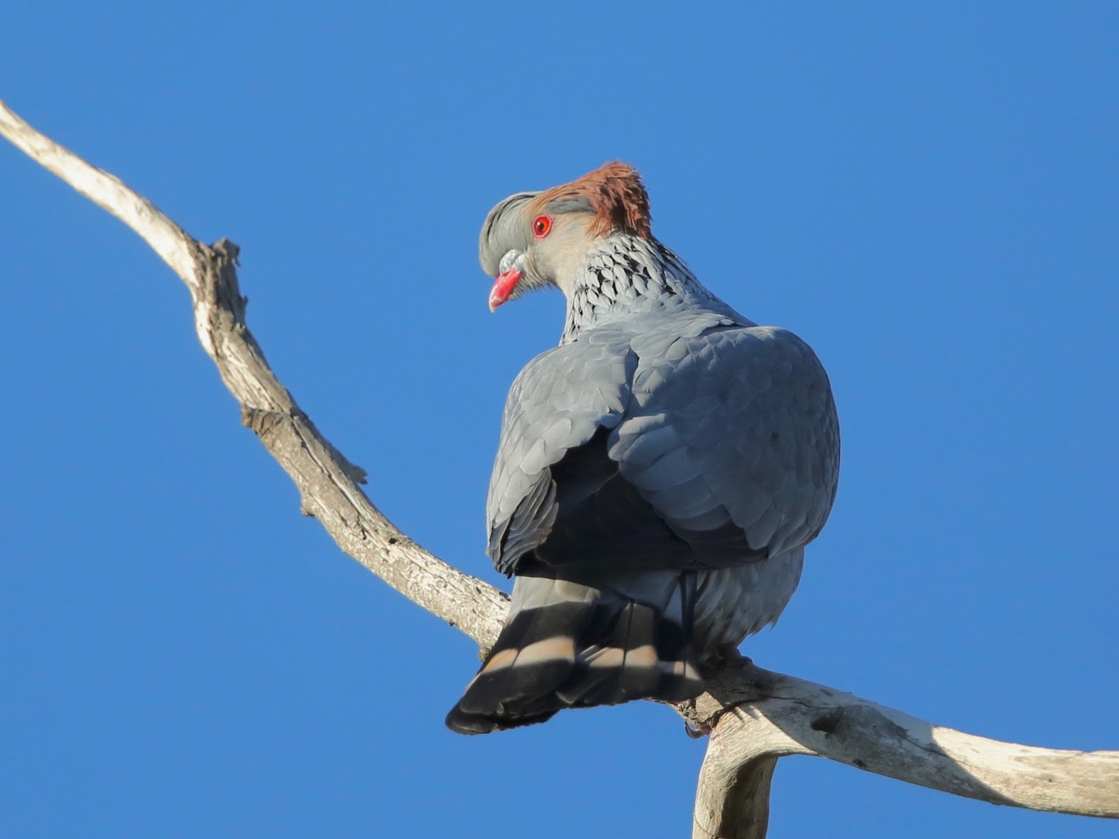 Avithera Topknot Pigeons