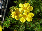 Potentilla fruticosa