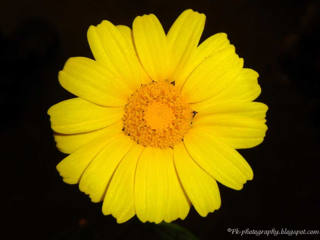 Yellow Daisy Flowers Nature, Cultural, and Travel Photography Blog