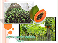 Terapkan Langkah Penting Ini, Ketika Budidaya Pepaya Madu!