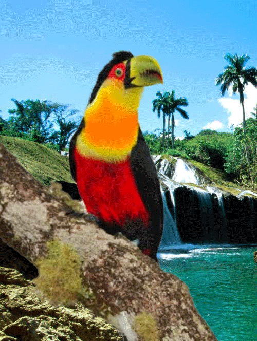 GIF ANIMADO tucanoaraçaribananagif