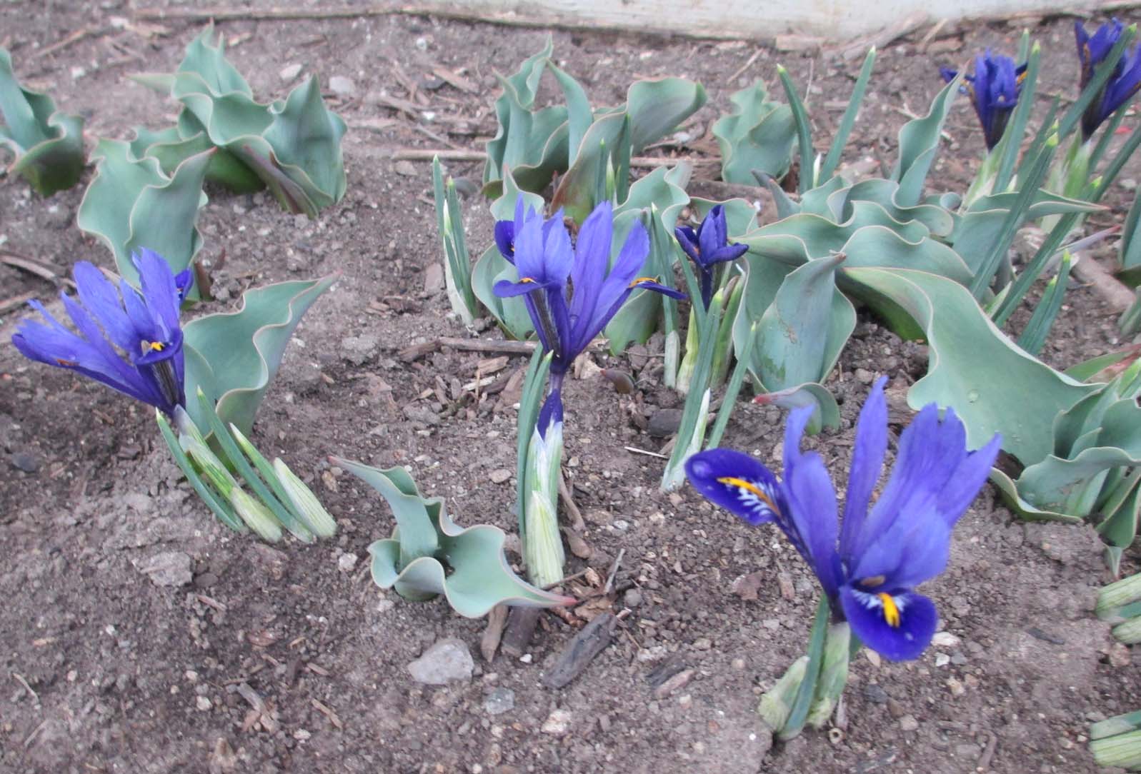 Garden Fancy Early Spring!