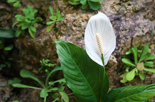 Flower and leaves of Peace Lily in rock garden