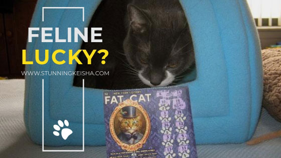 Feline Lucky?