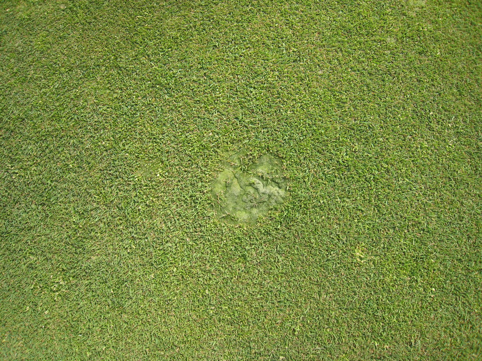 Lewis Sharp Blog Tee2Green