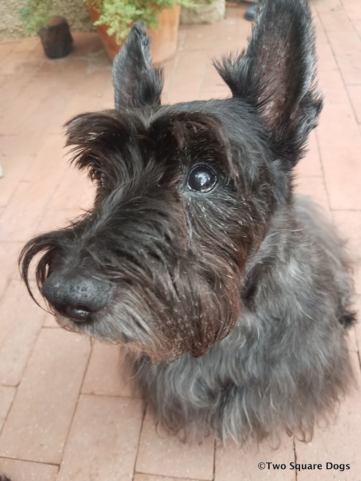 Two Little Square Black Dogs Square Dog Friday, what to do