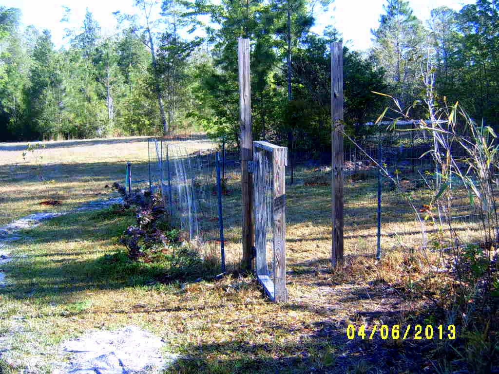 Alabama Rose and Flower Garden from a Non-Green Thumb: Morning glories
