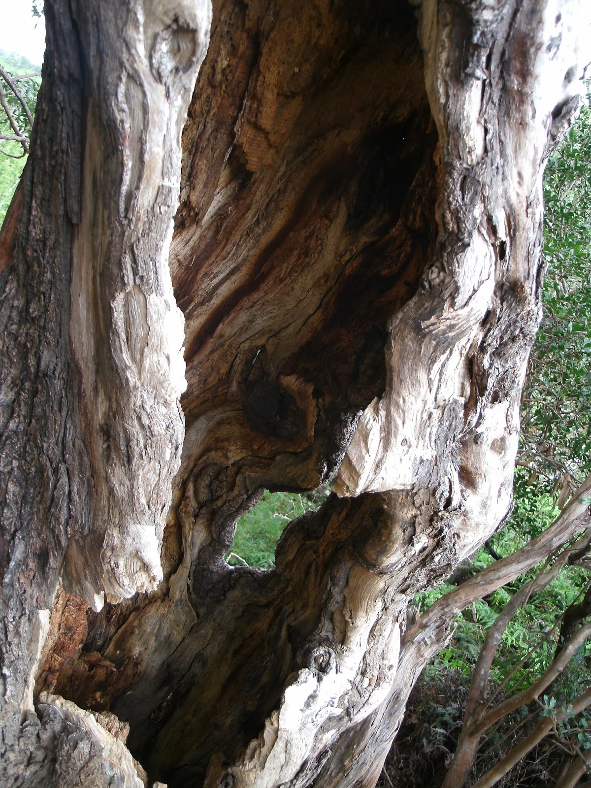 Ironwood: Tree anomalies by Siwa