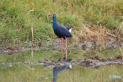 Polla blava (Porphyrio porphyrio) al Riet Vell