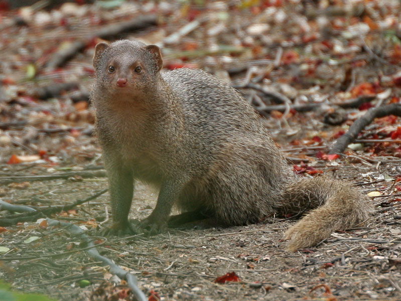 Mongoose | Animal Wildlife