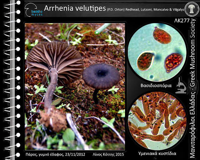 Arrhenia velutipes (P.D. Orton) Redhead, Lutzoni, Moncalvo & Vilgalys