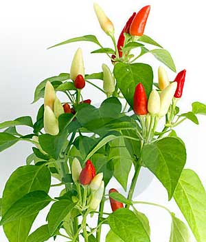 Cara Merawat Cabe Agar Cepat Berbuah Lebat - Juru Kebun