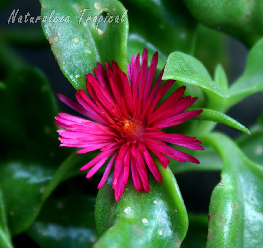 Flor característica de la planta Rocío, Aptenia cordifolia
