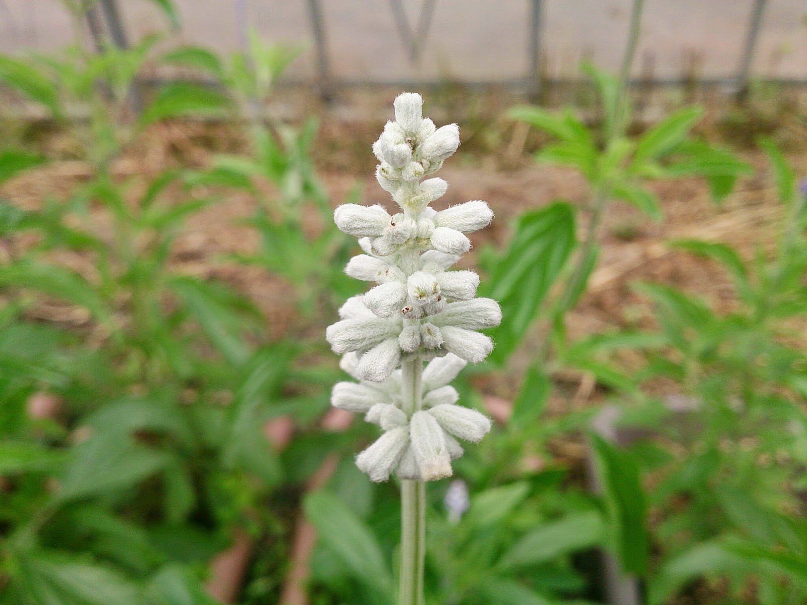  ブルーセージ（サルビア・ファリナセア） 白花
