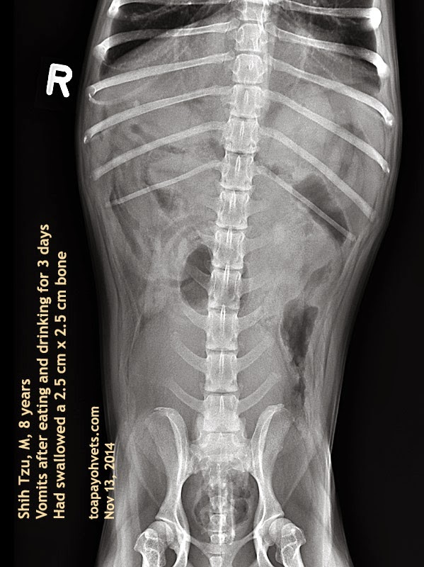 Veterinary, Photography and Travel Stories for vet students and pet