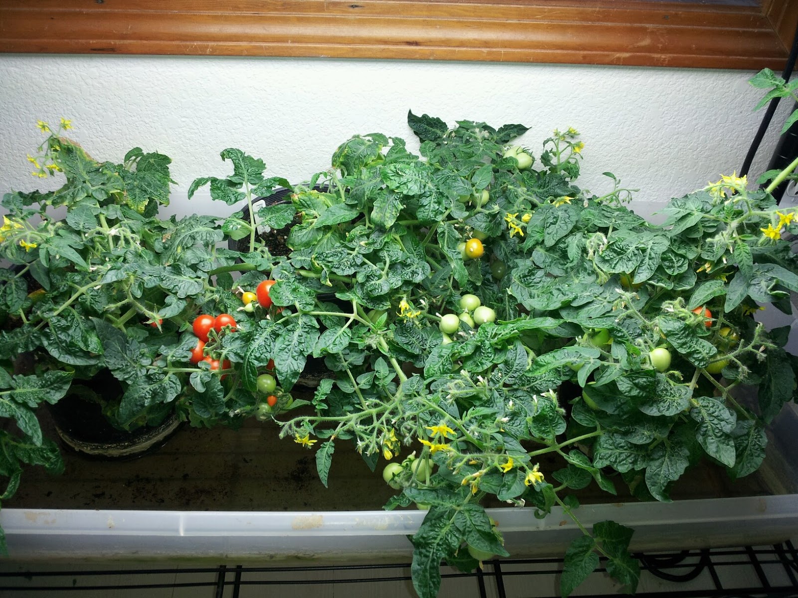 Wasilla Alaska Garden Adventures Indoor Tomato Update