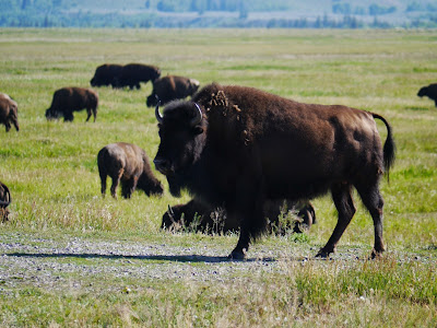 Bison Buffalo  Yellowstone Wyoming