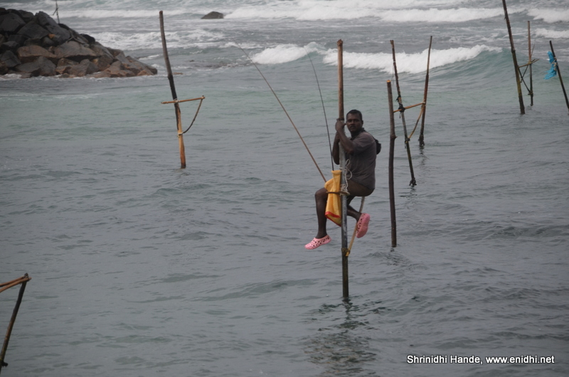 Stilt Fishing in Srilanka More a Tourist Attraction than fishing