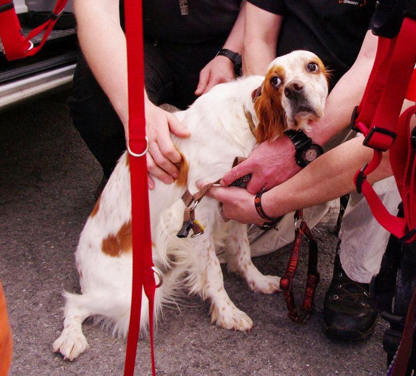 Signal Hund Blog Ich Sag S Euch Ehrlich 2017