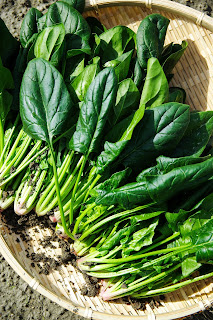 acelgas espinacas vitaminas