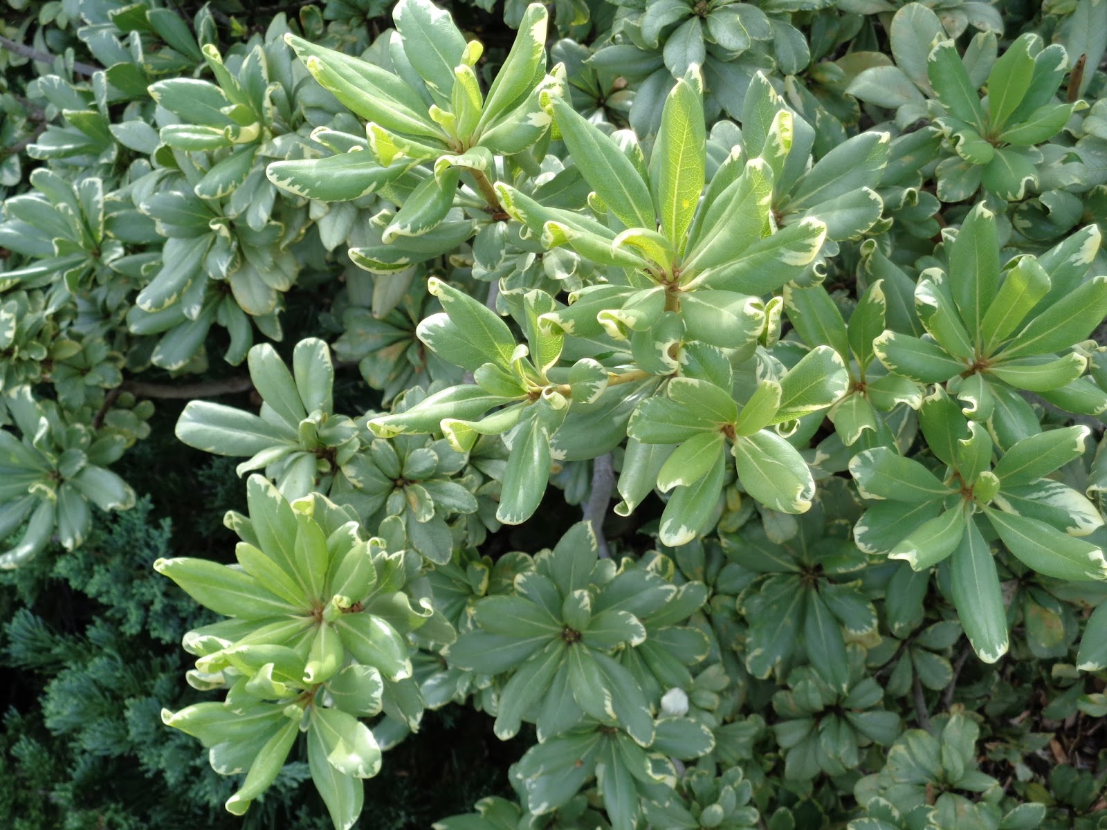 Plttosporum Tobira Pittosporaceae Japanese Pittosporum Benefits